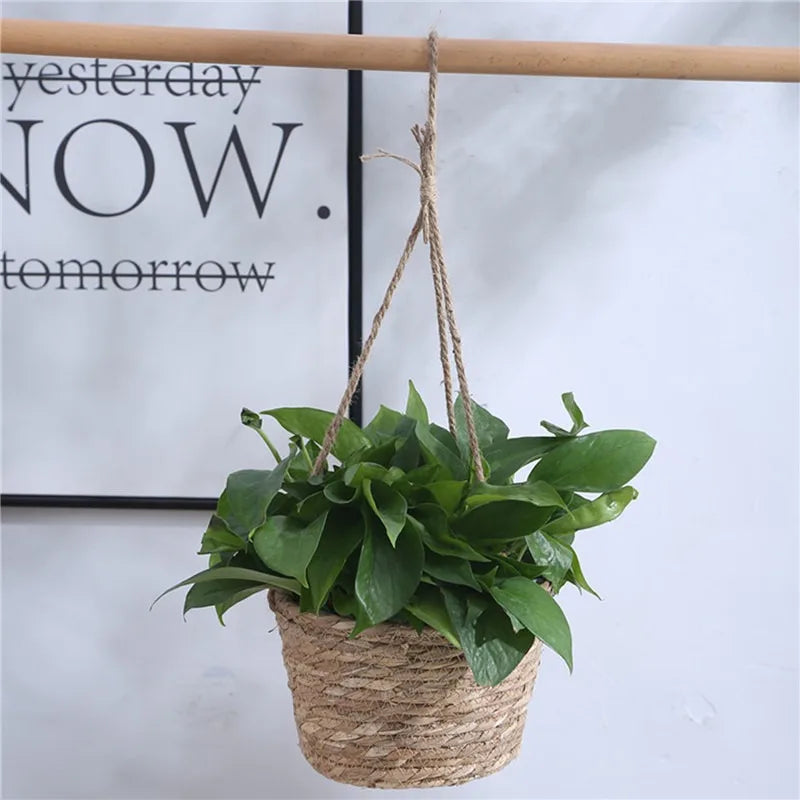 Macrame Plant Hanger