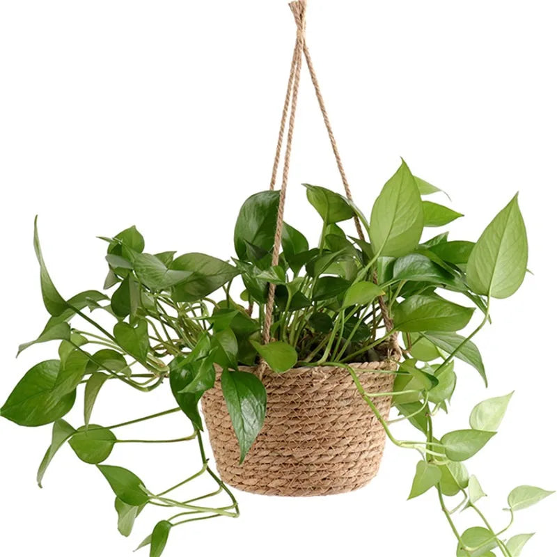 Macrame Plant Hanger
